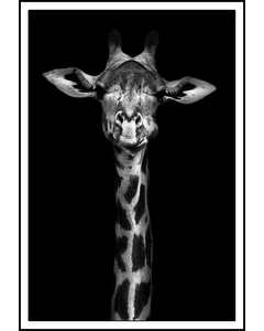 Big Funny Giraffe