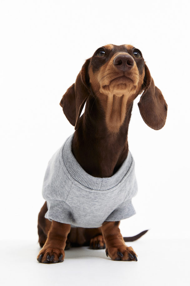 H&M Hunde-Sweatshirt mit Motiv Graumeliert/Harvard