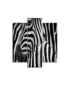 HOMEMANIA Zebra Bild - 3 Stücke - Tiere - für Wohnzimmer, Zimmer - Mehrfarbig aus MDF, 57 x 0,3 x 60 cm